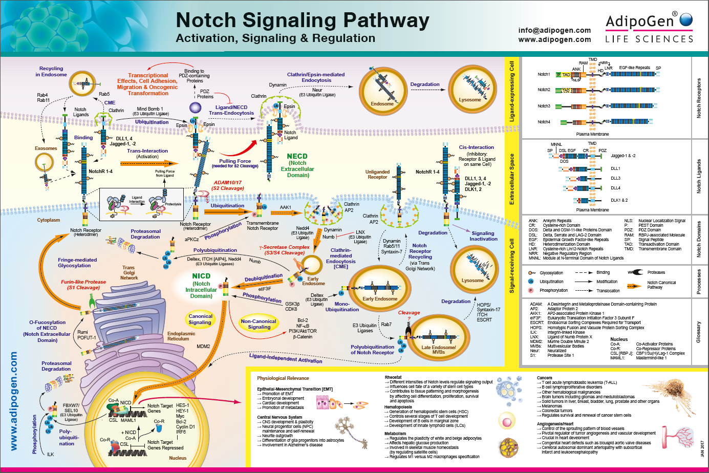 Notch Signaling Pathways Wallchart 2017