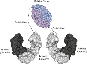 Protein structure of Midkine (mouse):Fc (silent) InVivoKine™ (Prod. No. AG-40B-0282). Protein structure of Midkine (mouse):Fc (silent) InVivoKine™ (Prod. No. AG-40B-0282).