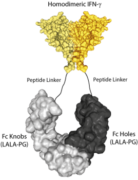 Protein structure of IFN-gamma (mouse):Fc (silent) InVivoKine&trade; (Prod. No. AG-40B-0283).