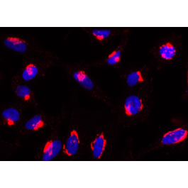 Anti Rab 2 anti-Rab6-GTP, mAb (recombinant antibody) (AA2) - Order from Adipogen