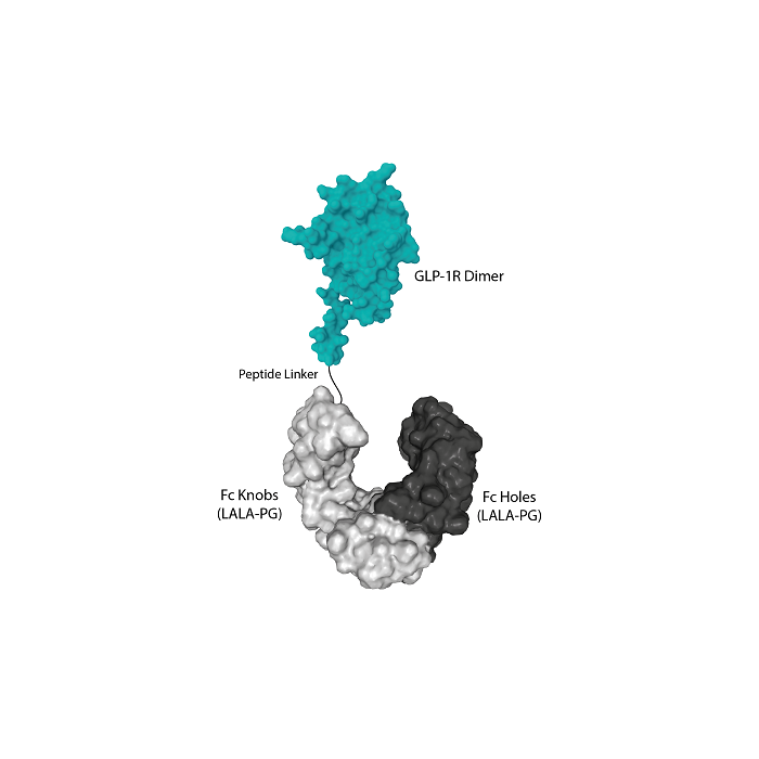 GLP-1R (human) (monomer):Fc (silent) InVivoKine™ - AdipoGen Life Sciences
