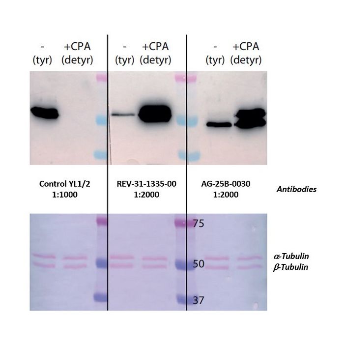 べべ　RM444 RM443 anti-Detyrosinated α-Tubulin (human), Rabbit Monoclonal