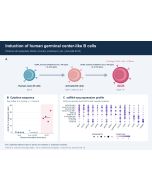 IL-21 (human) (monomer):Fc (silent) InVivoKine™ (Prod. No. AG-40B-0258) together with CD40L (human) (multimeric) and IL-4 induce Germinal Center B cells (iGCBs) in vitro. <b>Method:</b> Human naive B cells are magnetically enriched from peripheral blood m