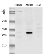 Western Blot analysis of adiponectin in mouse, human and rat plasma using anti-Adiponectin (mouse), mAb (MADI 1147) (Prod. No. AG-20A-0003) at 0.2&mu;g/ml.
