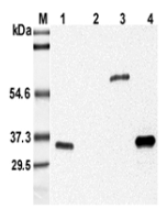 Western blot analysis using anti-Adiponectin (mouse), mAb (MADI 04) (Prod. No. AG-20A-0005) at 1:5'000 dilution.<br /> 1: Mouse serum.<br /> 2: Human serum.<br /> 3: Mouse adiponectin Fc-fusion protein.<br /> 4: Recombinant mouse adiponectin (His-tagged).