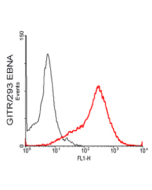 FACS: GITR-transfected HEK 293 cells stained significantly using anti-GITR (mouse), mAb (MGIT 02) (Prod. No. AG-20A-0007).