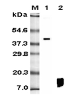 Western blot analysis using anti-RELM-&beta; (human), mAb (HRB 149) (Prod. No. AG-20A-0012) at 1:5'000 dilution.<br />1: Human RELM-&beta; Fc-fusion protein.<br />2: Recombinant human RELM-&beta; protein.