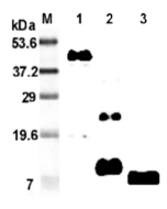 Western blot analysis using anti-RELM-&beta; (mouse), mAb (MRB 46L) (Prod. No. AG-20A-0026) at 1:2'000 dilution.<br />1: Mouse RELM-&beta; Fc-fusion protein.<br />2: Recombinant mouse RELM-&beta; protein.<br />3: RELM-&beta; isolated from mouse stool.