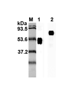 Western blot analysis using anti-IL-23p19 (human), mAb (I 178G) (Prod. No. AG-20A-0027) at 1:2'000 dilution.<br />1: Human IL-23p19 Fc-fusion protein.<br />2: Recombinant human single chain IL-23 (FLAG<sup>®</sup>-tagged).