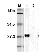 Western blot analysis using anti-TIM-3 (mouse), mAb (TI 339H) (Prod. No. AG-20A-0029) at 1:5'000 dilution.<br />1:  Transfected mouse Tim-3 full length cell lysate (HEK 293).<br />2: Transfected vector only cell lysate.