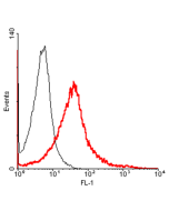 FACS: Mouse Tim-3-transfected HEK 293 cells were stained significantly using anti-TIM-3 (mouse), mAb (TI 142F) (Prod. No. AG-20A-0030). No binding was detected on empty vector transfected cells.