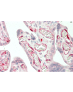 Immunohistochemical staining of IDO using anti-IDO (human), mAb (ID 177) (Prod. No. AG-20A-0035) in human placenta tissue (10&micro;g/ml).<br /> This antibody has been tested in immunohistochemistry, analyzed by an anatomic pathologist and validated for u