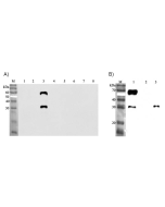 Western blot analysis using anti-ANGPTL3 (human), mAb (Kairos-37) (Prod. No. AG-20A-0039) at 1:2'000 dilution.<br />
A.<br />
1: Human ANGPTL1 (FLAG<sup>®</sup>-tagged).<br />
2: Human ANGPTL2 (FLAG<sup>®</sup>-tagged).<br />
3: Human ANGPTL3 (FLAG<sup>®<
