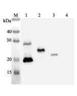 Western blot analysis using anti-IL-33 (human), mAb (IL33068A) (Prod. No. AG-20A-0042) at 1:2'000 dilution.<br />1: Human IL-33 (His-tagged).<br />2: Human IL-33 (FLAG<sup>®</sup>-tagged).<br />3: Mouse IL-33 (FLAG<sup>®</sup>-tagged).<br />4: Other prote