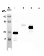 Western blot analysis using anti-IL-33 (human), mAb (IL33026B) (Prod. No. AG-20A-0043) at 1:2'000 dilution.<br /> 1: Human IL-33 (His-tagged).<br /> 2: Human IL-33 (FLAG<sup>®</sup>-tagged).<br /> 3: Mouse IL-33 (FLAG<sup>®</sup>-tagged).<br /> 4: Other p