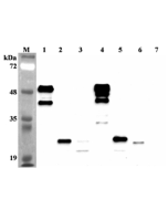 Western blot analysis using anti-FGF-21 (human), mAb (FG224-7) (Prod. No. AG-20A-0051) at 1:2'000 dilution.<br />1: Human FGF-21 Fc-protein.<br />2: Human FGF-21 (FLAG<sup>®</sup>-tagged).<br />3: Human FGF-21 (His-tagged).<br />4: Mouse FGF-21 Fc protein
