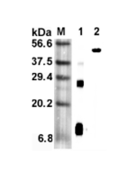 Western blot analysis using anti-RELM-&alpha; (mouse), mAb (MREL 127) (Prod. No. AG-20A-0060) at 1:5'000 dilution.<br />1: Mouse RELM-&alpha; (His-tagged).<br />2: Mouse RELM-&alpha; Fc-protein.