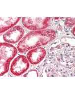 Immunohistochemical staining of FGF-19 using anti-FGF-19 (human), mAb (FG98-6) (Prod. No. AG-20A-0065) in formalin-fixed and paraffin-embedded (FFPE) human kidney tissue (15µg/ml).