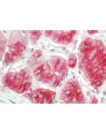 Immunohistochemical staining of DLK1 using anti-DLK1 (human), mAb (PF13-3) (Prod. No. AG-20A-0069) in human adrenal tissue (10&micro;g/ml).<br /> This antibody has been tested in immunohistochemistry, analyzed by an anatomic pathologist and validated for 