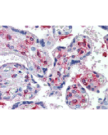Immunohistochemical staining of DLK1 using anti-DLK1 (human), mAb (PF299-1) (Prod. No. AG-20A-0070) in placenta, villi (1:500 dilution).<br /> This antibody has been tested in immunohistochemistry, analyzed by an anatomic pathologist and validated for use
