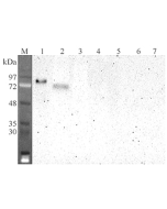 Western blot analysis using anti-DLL4 (human), mAb (DL86-3AG) (Prod. No. AG-20A-0080) at 1:2'000 dilution.<br />1: Human DLL4 Fc-protein.<br />2: Transfected human DLL4 cell lysate (HEK 293).<br />3: Mock transfected HEK 293 cell lysates.<br />4: Human DL