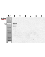 Western blot analysis using anti-DLL1 (mouse), mAb (D1L357-1-4) (Prod. No. AG-20A-0085) at 1:2'000 dilution.<br />1: Mouse DLL1 Fc-protein.<br />2: Human DLL1 Fc-protein.<br />3: Mouse DLL4 Fc-protein.<br />4: Mouse DLK1 Fc-protein.<br />5: Mouse Jagged-1