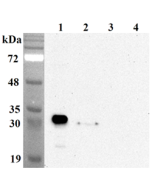 Western blot analysis using anti-NQO1 (human), mAb (Skiny-1) (Prod. No. AG-20A-0086) at 1:5'000 dilution.<br />1: Human NQO1 (His-tagged).<br />2: A549 cell lysate.<br />3: Unrelated (His-tagged) (negative control).<br />4: Unrelated (His-tagged) (negativ