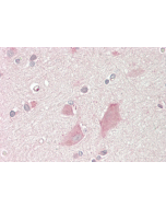 Immunohistochemical staining of NMNAT2 using anti-NMNAT2 (human), mAb (Nady-1) (Prod. No. AG-20A-0087) in human brain cortex tissue (10&micro;g/ml).<br /> This antibody has been tested in immunohistochemistry, analyzed by an anatomic pathologist and valid