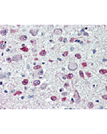 Immunohistochemical staining of FTO with anti-FTO (human), mAb (AG103) (Prod. No. AG-20A-0092) in brain, hypothalamus and paraventricular nucleus (5~10 &mu;g/ml).<br /> This antibody has been tested in immunohistochemistry, analyzed by an anatomic patholo