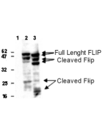 Detection of human and mouse FLIP in 293T cells transfected with a human (lane 2) or mouse FLIP<sub>L</sub> (lane 3) expression plasmid using anti-FLIP, mAb (Dave-2) (AG-20B-0005). Untransfected cells (lane 1). Top arrows indicate full length FLIP, lower 
