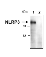 NLRP3 is detected in mouse macrophages using anti-NLRP3/NALP3 (mouse), mAb (Cryo-1) (Prod. No AG-20B-0006).<br />
Cell extracts from mouse macrophages, WT (lane 1) or NLRP3 KO (lane 2), were separated by SDS-PAGE under reducing conditions, transferred to 