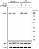 Mouse NLRP3 is detected in mouse macrophages using the monoclonal antibody to NLRP3 (Cryo-2) (Prod. No. AG-20B-0014). <b>Method:</b> Cell extracts from mouse macrophages (BMDMs) WT +/+ (lane 1), NLRP3+/- (lane 2) or NLRP3 -/- (lane 3), with or without tre