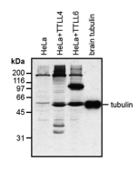 Western blot analysis of protein glutamylation with MAb to polyglutamylation modification (GT335) (Prod. No. AG-20B-0020).<br />
<b>Method:</b> HeLa cells grown in standard culture conditions are lysed in SDS sample buffer and run on 10% SDS-PAGE. The pro
