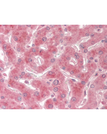 Immunohistochemical staining of TRAIL-R2 using anti-TRAIL-R2 (human), mAb (HS201) (Prod. No. AG-20B-0023) in formalin-fixed and paraffin-embedded (FFPE) human liver tissue (15µg/ml).