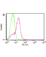 anti-ACE2 (human), mAb (AC18F) (ATTO 488)