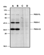 Mouse PIDD is detected in primary MEF cells using anti-PIDD (mouse), mAb (Lise-1) (Prod. N°AG-20B-0038).<br /> <b>Method::</b> Cell extracts from mouse embryo fibroblasts (MEFs) either from WT (A-B) or  PIDD KO cells (C-D) were separated by SDS-PAGE under