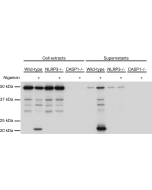 Mouse caspase-1 (p20) is detected by immunoblotting using anti-Caspase-1 (p20) (mouse), mAb (Casper-1) (Prod. No. AG-20B-0042). <strong>Method:</strong> Caspase-1 was analyzed by Western blot in cell extracts and supernatants of differentiated bone marrow