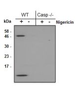 Mouse Caspase-1 (p10) is detected by immunoblotting using anti-Caspase-1 (p10) (mouse), mAb (Casper-2) (Prod. No AG-20B-0044). <b>Method:</b> Caspase-1 was analyzed by Western blot in supernatants of differentiated bone marrow-derived dendritic cells (BMD