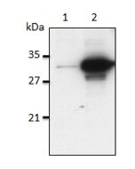 Mouse IL-1&alpha; is detected by immunoblotting using anti-IL-1&alpha; (mouse), mAb (Bamboo-1) (Prod. No. AG-20B-0050).<br /> <b>Method:</b> IL-1&alpha; was analyzed by Western blot in cell extracts of differentiated bone marrow-derived dendritic cells (B