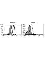 Detection of endogenous mouse Notch 1 or Notch 2 on resting and activated T cells with anti-Notch1 (mouse), mAb (22E5) (Prod. No. AG-20B-0051) and anti-Notch2, mAb (16F11) (Prod. No. AG-20B-0052), respectively. <b>Method:</b> CD4+ T cells from C57BL/6 mic