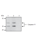 Caspase-11 is specifically detected in mouse extracts by anti-Caspase-4/11 (p20), mAb (Flamy-1) (AG-20B-0060). <b>Method:</b> Caspase-11 is analyzed by Western blot in mouse cell extracts of immortalized bone marrow-derived macrophages (iBMDM), which are 