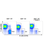 anti-BAFF (mouse), mAb (Sandy-2) (Prod. No. AG-20B-0063) blocks the action of endogenous BAFF <i>in vivo</i>.<br />  <b>Method:</b> Wild type C57BL/6 mice were treated at day 0 (single administration) with monoclonal antibody anti-BAFF (mouse), mAb (Sandy