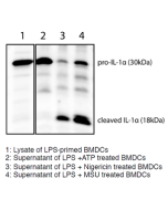 Mouse IL-1&alpha; (full-length p30 and cleaved p18 fragments) are detected by immunoblotting using anti-IL-1&alpha; (p18) (mouse), mAb (Teo-1) (Prod. No AG-20B-0064).<br /> <b>Method:</b> IL-1&alpha; was analyzed by Western blot in cell extracts of bone m