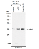 Western blot analysis of protein acetylation with anti-&alpha;-Tubulin (acetylated), mAb (TEU318) (Prod. No. AG-20B-0068).<br /><b>Method:</b> HEK-293T cells grown in standard culture conditions, transfected with plasmids expressing the tubulin acetyl tra