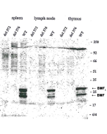 Western blot using anti-Bmf (mouse/rat), mAb (17A9) (Prod. No. AG-20T-0131) detecting endogenous Bmf in mouse spleen, lymph node and thymus as two bands of ~25 and ~30 kDa, but not in tissues from two knock-out Bmf strains del 372 and del 376.