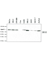 Western blot analysis using anti-Apaf-1 (human), MAb (2E12) (AG-20T-0132) on several human cell lines and one monkey cell line (COS).