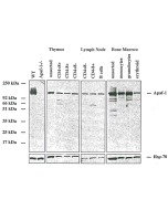 Western blot analysis using anti-Apaf-1 (mouse/rat), MAb (13F11) (AG-20T-0133) on purified cells from mouse tissues. The ~130kDa band corresponds to endogenous Apaf-1, which is absent in cells from Apaf-1 KO mice.