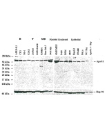 Western blot analysis using anti-Apaf-1, mAb (18H2) (AG-20T-0134) on lysates from mouse cell lines.