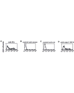 Flow cytometry data of 293T cells transiently transfected with HA-tagged caspase-2, fixed with 1% PFA, permeabilized with saponin and stained intracellularly with using anti-caspase-2, mAb (10C6) (Prod. No. AG-20T-0135) or positive control anti-HA.