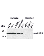 Western blot using anti-Caspase-8 (mouse), mAb (3B10) (Prod. No. AG-20T-0138) detecting endogenous caspase-8 in various mouse cell line, but not in human cell lines.